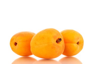 Üç tane olgun tatlı kayısı, yakın plan, beyaz arka planda izole edilmiş..