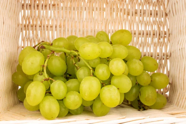 One bunch of white grapes in a basket of vines, close-up, isolated on a white background.