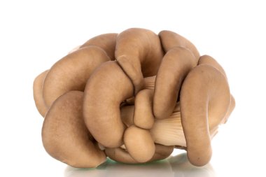 Taze organik porcini mantarlar, makro, beyaz arka planda izole edilmiş..