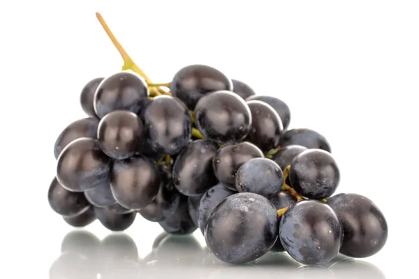 One Sprig Sweet Black Grapes Macro Isolated White Background — Stock Photo, Image