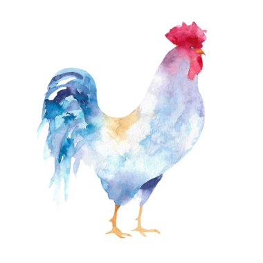 Tavuk ve horozların suluboya çizimi. Çiftlik kuşu çizimi. Evcil Tavuklar. Hayvan çizimi. Beyaz arkaplanda izole.