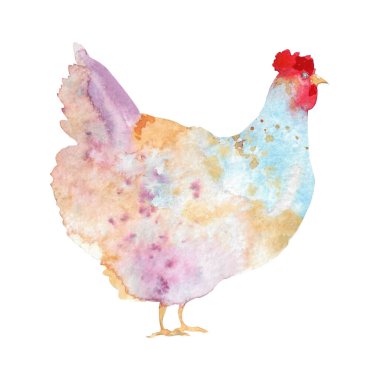 Tavuk ve horozların suluboya çizimi. Çiftlik kuşu çizimi. Evcil Tavuklar. Hayvan çizimi. Beyaz arkaplanda izole.