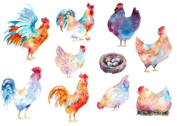 Kakasok Tyúkok Különböző Csirkék Kakasok Akvarell Gyűjteménye Fehér Alapon Elszigetelve — Stock Fotó