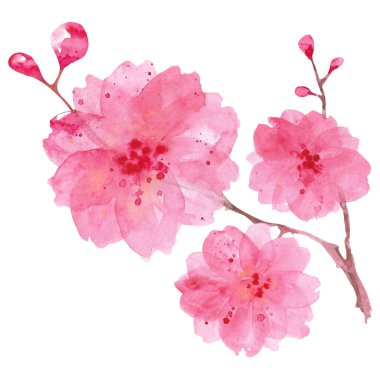 Sakura dalı. Beyaz üzerine izole edilmiş pembe suluboya sakura dalı