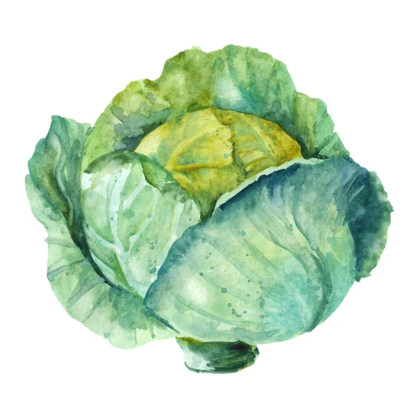 Hand Drawn Watercolor Cabbage Illustration Isolated White Background — Stock Photo, Image