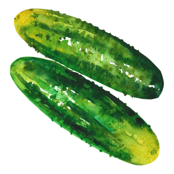 Hand Drawn Watercolor Cucumber Illustration Isolated White Background — Stock Photo, Image