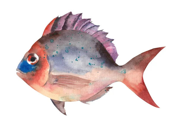 Ryba Akvarel Ručně Kreslit Tropické Ryby Ilustrace Izolované Bílém Pozadí — Stock fotografie