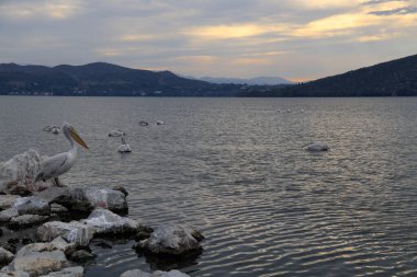 Kastoria City, Makedonya ve Yunanistan 'da Orestiada Gölü kuşları