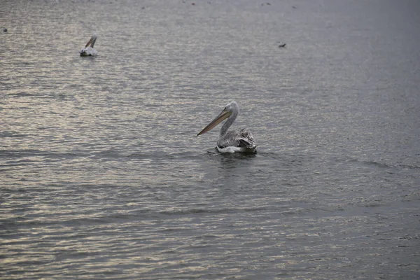 Lake Orestiada Birds Kastoria City Macedonia Greece — Stock Photo, Image