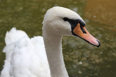 Sevgililer Günün kutlu olsun. Sevgililer Günü.