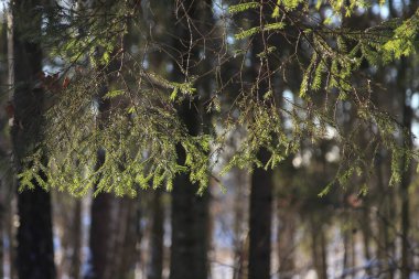 Güneş köknar dallarını aydınlatıyor.