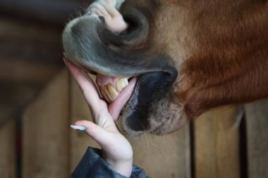 Ahırda at var. At ağızlığı.