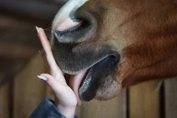 Cavallo Nella Stalla Muso Del Cavallo — Foto Stock