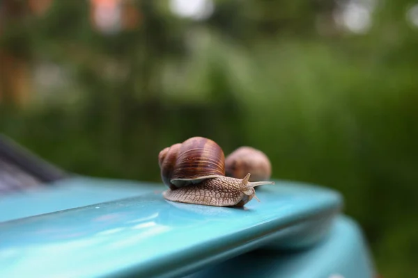 Grape Snail Crawling Car — Stock Photo, Image