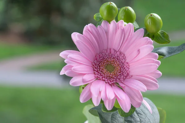 beautiful pink flower on a background of green leaf