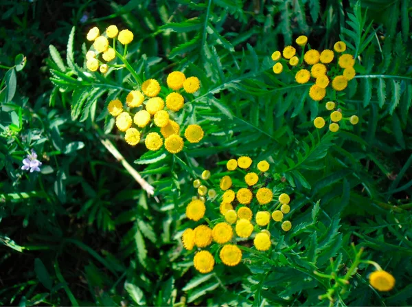 Bella Pianta Verde Con Fiori Gialli — Foto Stock