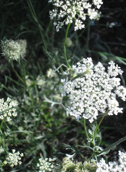 White Flowers Green Grass — Stock Photo, Image