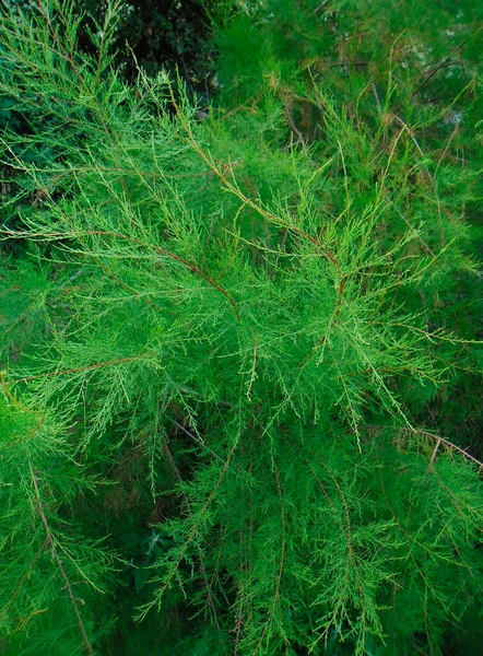 Arbusto Verde Muito Bonito — Fotografia de Stock