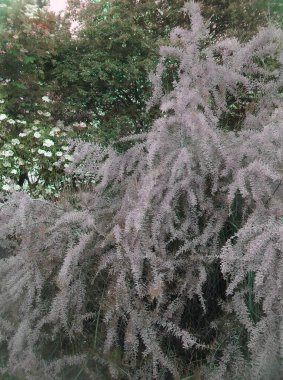 Pembe yapraklı çok güzel bir ağaç.