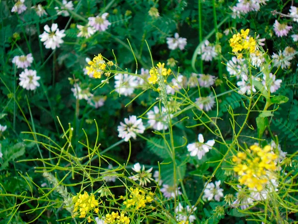 Witte Roze Gele Bloemen Groen Gras — Stockfoto