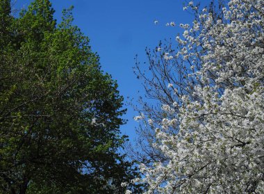 Beyaz, yeşil yaprakları ve çiçekleri olan iki güzel ağaç
