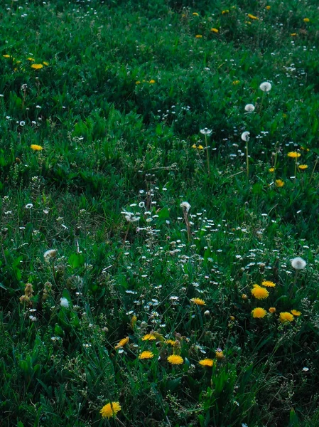 Vackra Gula Blommor Maskrosor Och Prästkragar Grönt Gräs — Stockfoto