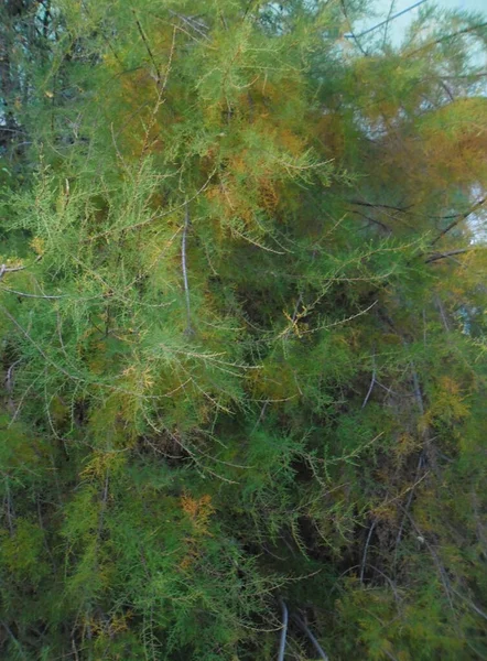 노란색 초록색 가지가 아름다운 상록수 — 스톡 사진