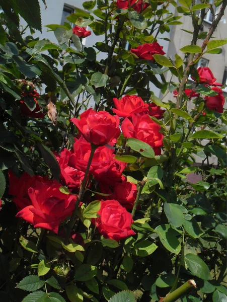 Arbusto Muito Bonito Rosas Escarlate — Fotografia de Stock