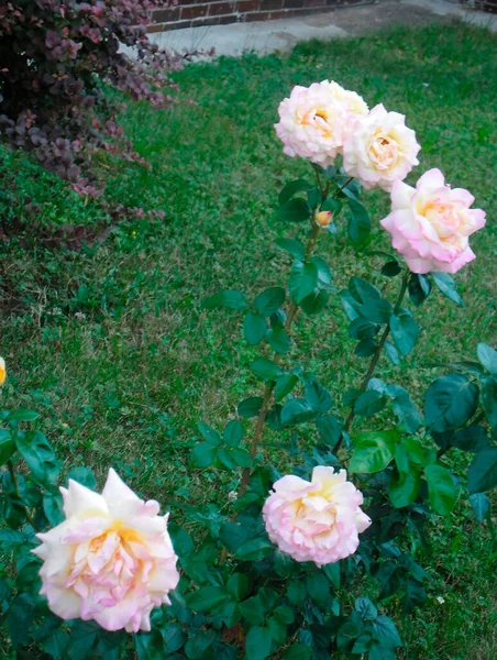 Belas Rosas Jardim — Fotografia de Stock