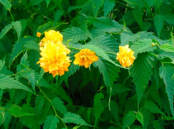 Hermosas Flores Amarillas Hierba Verde —  Fotos de Stock