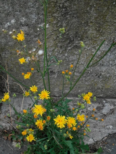 Красивые Желтые Цветы Одуванчики — стоковое фото