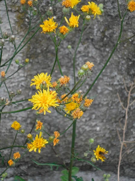Belas Flores Amarelas Dentes Leão — Fotografia de Stock