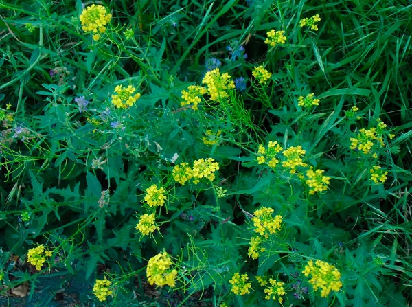 Beautiful Yellow Blue Flowers Green Grass — Stock Photo, Image