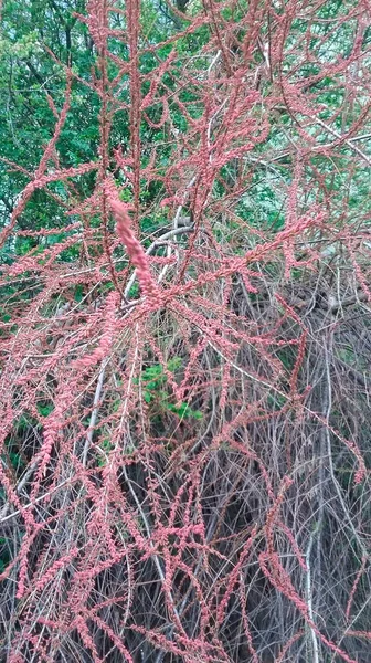 绿色树枝衬托下美丽的粉红色灌木 — 图库照片