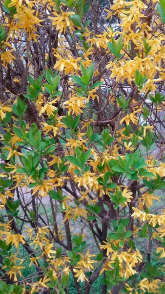 Beautiful Yellow Green Bush — Stock Photo, Image