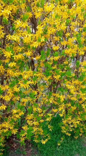 Bonito Arbusto Amarelo Verde — Fotografia de Stock