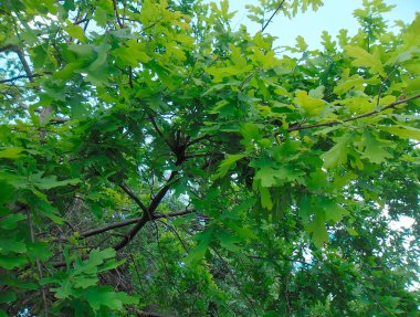 Yeşil yaprakları ile güzel ağaç