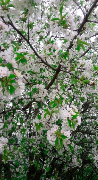 Boom Met Witte Bloemen Het Voorjaar — Stockfoto