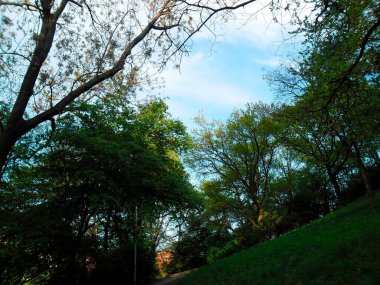 Mavi gökyüzünün altında yeşil yaprakları olan ağaçlar
