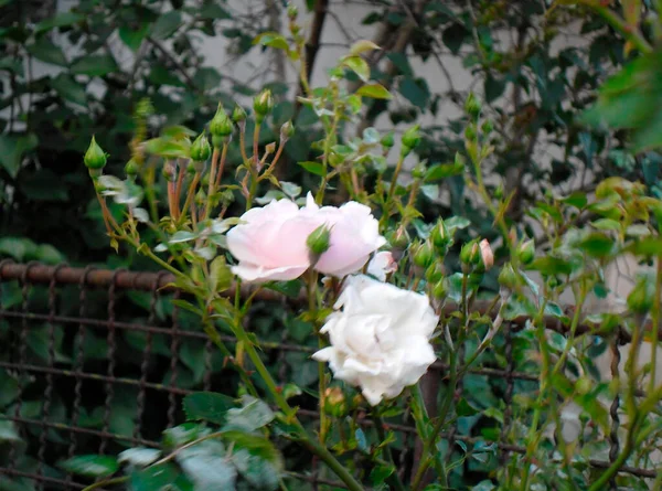 美丽的粉红和白色玫瑰 — 图库照片