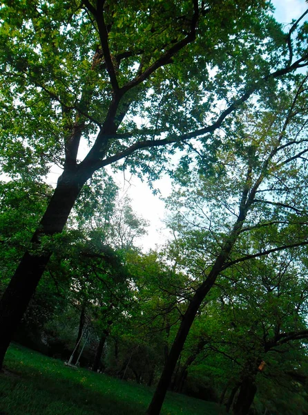 Árboles Con Follaje Verde Bajo Cielo Azul —  Fotos de Stock