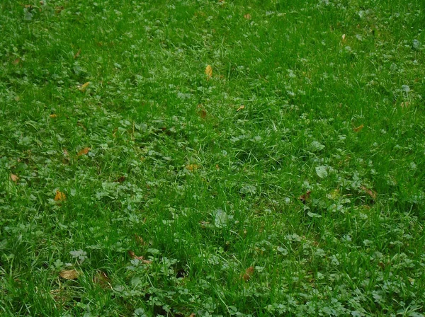 Beautiful Spring Green Silky Grass — Stock Photo, Image