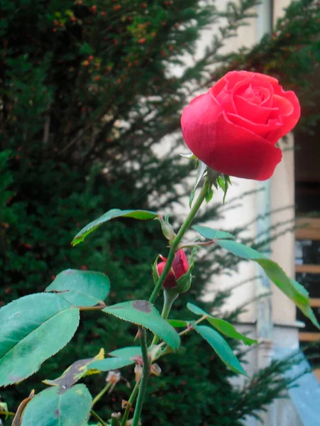Bela Rosa Escarlate Jardim — Fotografia de Stock