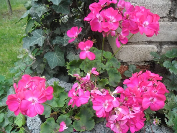 Planta Muito Bonita Com Flores Roxas Perto Casa — Fotografia de Stock