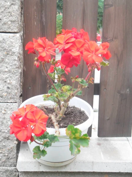 Flores Vermelhas Muito Bonitas Perto Casa Peitoril Janela — Fotografia de Stock