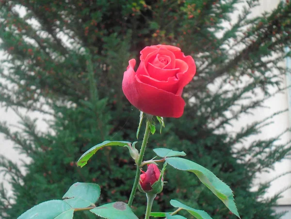 Rosas Escarlate Muito Bonitas Jardim Verde — Fotografia de Stock