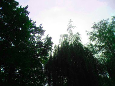 Akşamları ağaçlı yeşil bir park Pembe bir gökyüzünün altında