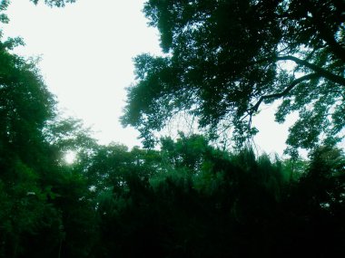 Yeşil yapraklı ve yeşil çimenli park