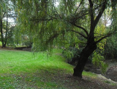 Parktaki çok güzel yeşil ağaçlar.