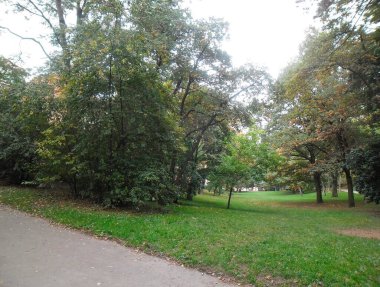 Parktaki çok güzel yeşil ağaçlar.